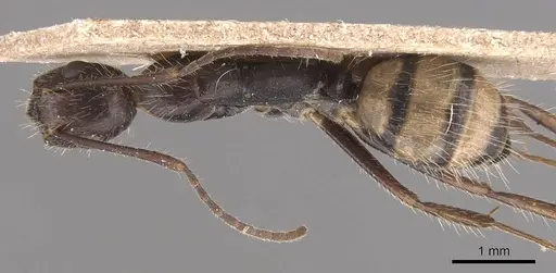 Camponotus sexguttatus - CASENT0905473