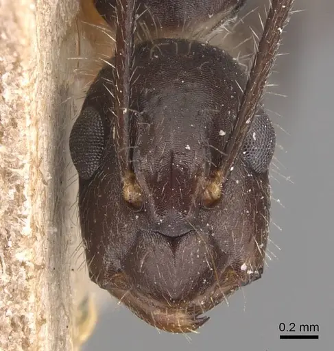 Camponotus sexguttatus - CASENT0905473