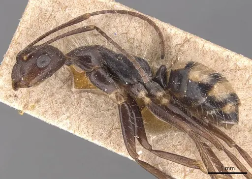 Camponotus sexguttatus - CASENT0905473