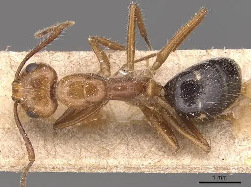 Camponotus sexguttatus - CASENT0905474