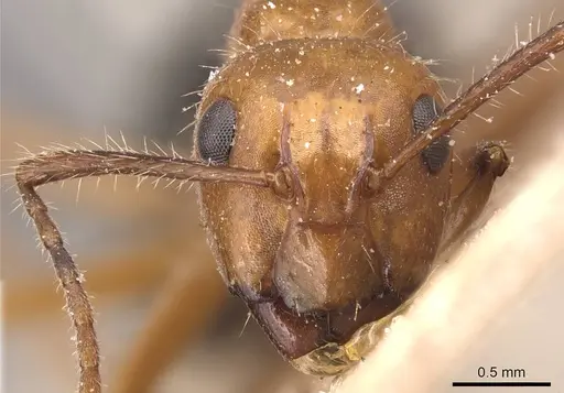 Camponotus sexguttatus - CASENT0905474