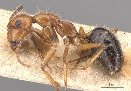 Camponotus sexguttatus - CASENT0905474