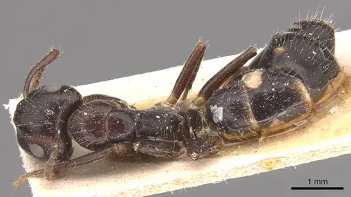 Camponotus sexguttatus - CASENT0905475