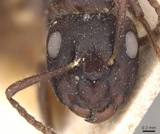 Camponotus sexguttatus - CASENT0905475