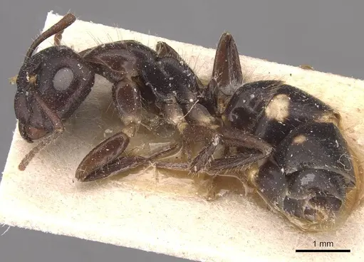 Camponotus sexguttatus - CASENT0905475