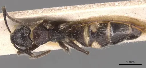 Camponotus sexguttatus - CASENT0905476