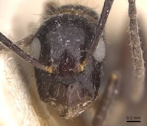 Camponotus sexguttatus - CASENT0905476
