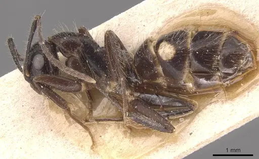 Camponotus sexguttatus - CASENT0905476