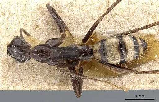 Camponotus sexguttatus - CASENT0905809