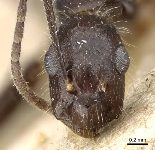 Camponotus sexguttatus - CASENT0905809