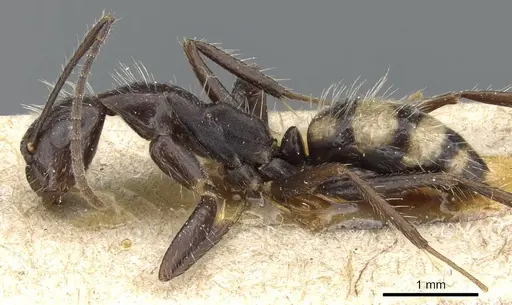 Camponotus sexguttatus - CASENT0905809