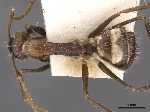 Camponotus sexguttatus - CASENT0907589