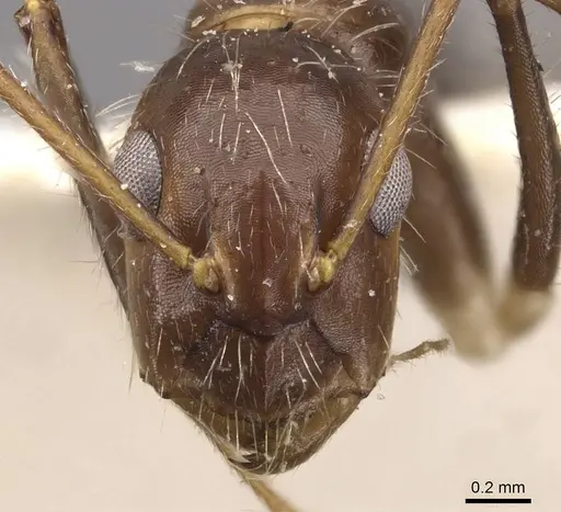 Camponotus sexguttatus - CASENT0907589