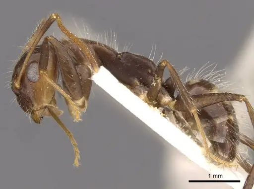 Camponotus sexguttatus - CASENT0907589