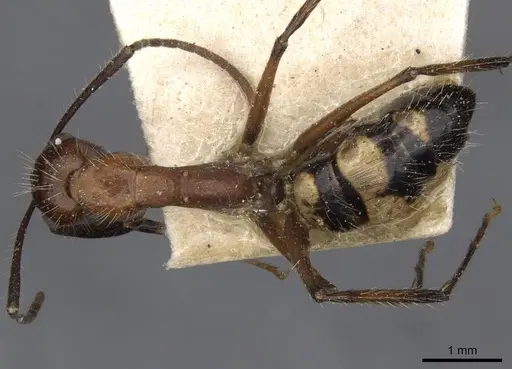 Camponotus sexguttatus - CASENT0910616