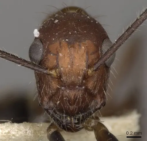 Camponotus sexguttatus - CASENT0910616