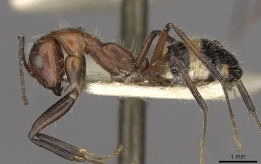 Camponotus sexguttatus - CASENT0910616