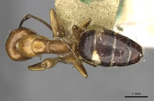Camponotus sexguttatus - CASENT0910617
