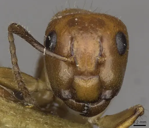 Camponotus sexguttatus - CASENT0910617