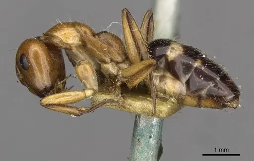 Camponotus sexguttatus - CASENT0910617