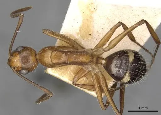 Camponotus sexguttatus - CASENT0910618