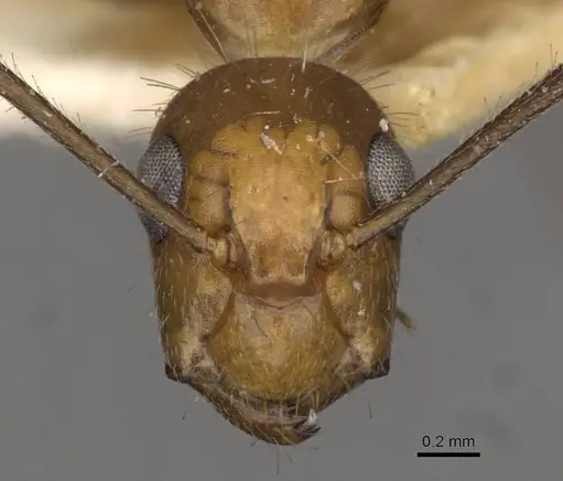 Camponotus sexguttatus - CASENT0910618
