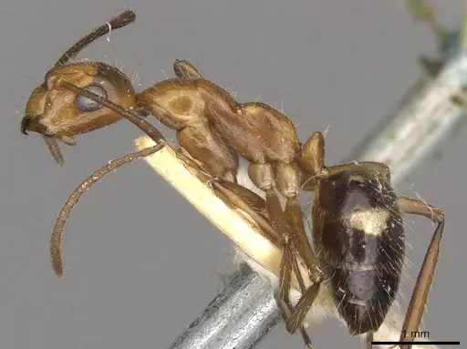 Camponotus sexguttatus - CASENT0910618