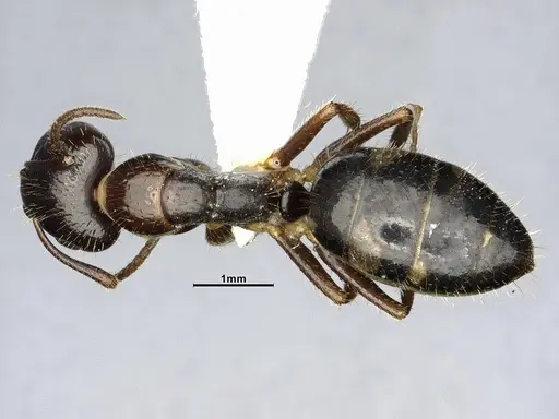 Camponotus sexguttatus - CASENT4032251