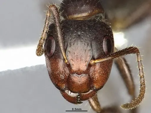 Camponotus sexguttatus - CASENT4032251