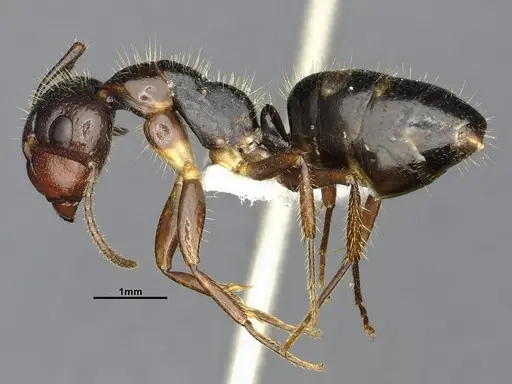 Camponotus sexguttatus - CASENT4032251