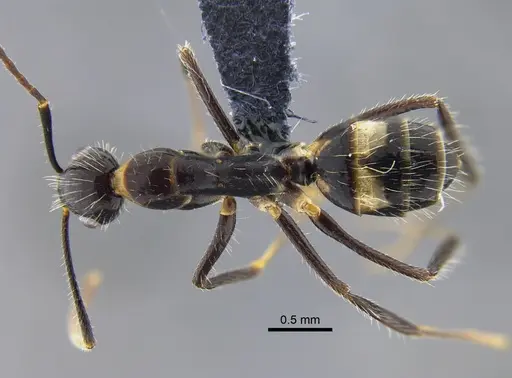 Camponotus sexguttatus - CBUMAGENT42007