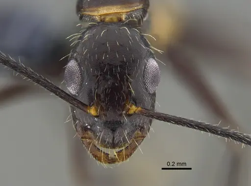 Camponotus sexguttatus - CBUMAGENT42007