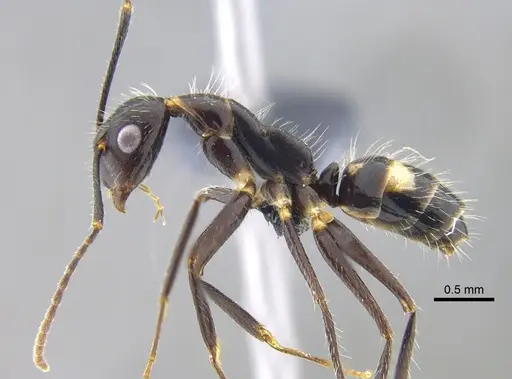 Camponotus sexguttatus - CBUMAGENT42007