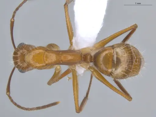 Camponotus sexguttatus - ECOFOG-BOUM-0539-04