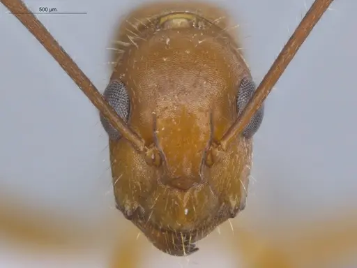 Camponotus sexguttatus - ECOFOG-BOUM-0539-04