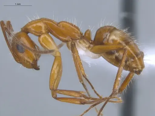 Camponotus sexguttatus - ECOFOG-BOUM-0539-04
