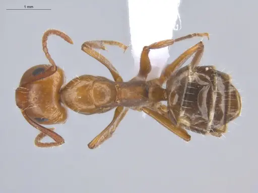 Camponotus sexguttatus - ECOFOG-BOUM-0584-03