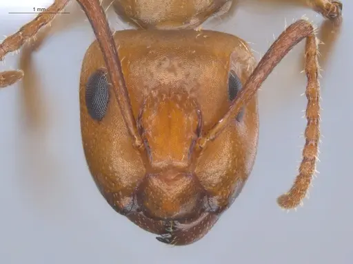 Camponotus sexguttatus - ECOFOG-BOUM-0584-03