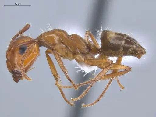 Camponotus sexguttatus - ECOFOG-BOUM-0584-03
