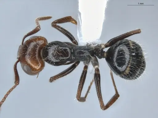 Camponotus sexguttatus - ECOFOG-BUG-0116-01