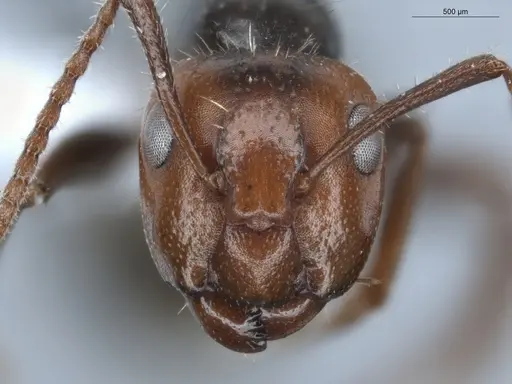Camponotus sexguttatus - ECOFOG-BUG-0116-01