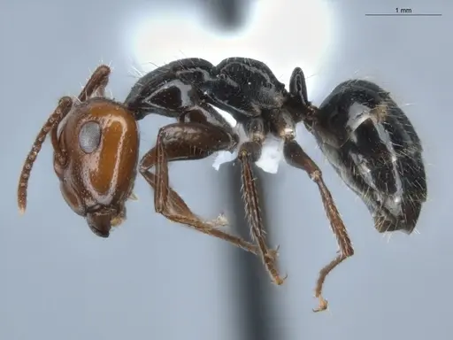 Camponotus sexguttatus - ECOFOG-BUG-0116-01
