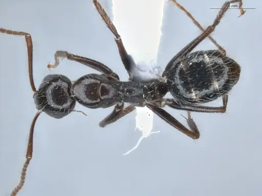 Camponotus sexguttatus - ECOFOG-BUG-0116-02
