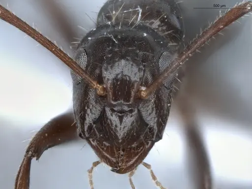 Camponotus sexguttatus - ECOFOG-BUG-0116-02
