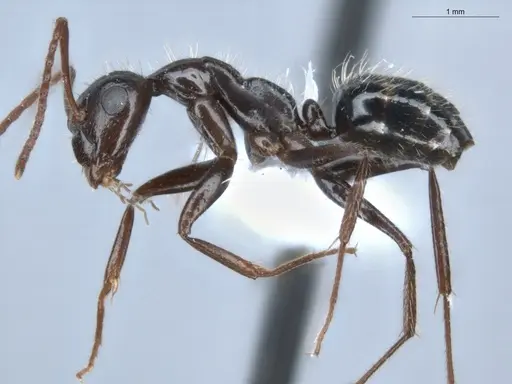 Camponotus sexguttatus - ECOFOG-BUG-0116-02