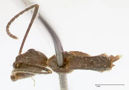Camponotus sexguttatus - FOCOL0567