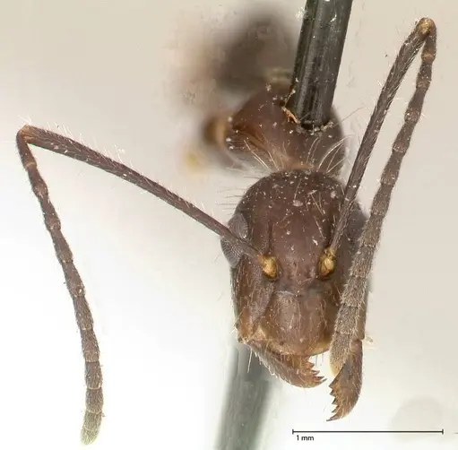 Camponotus sexguttatus - FOCOL0567