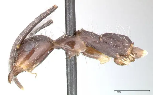 Camponotus sexguttatus - FOCOL0567