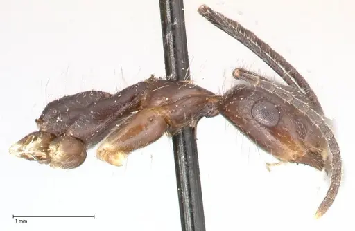 Camponotus sexguttatus - FOCOL0567