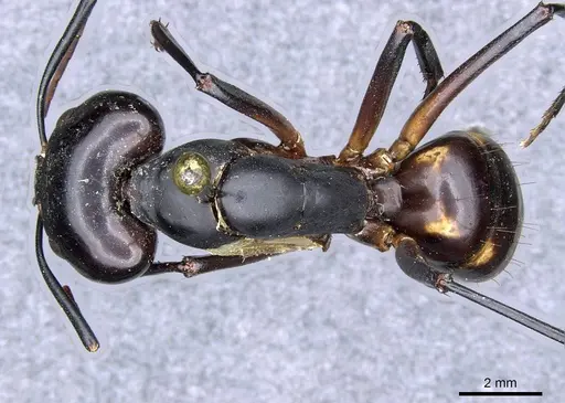 Camponotus sexpunctatus specimen